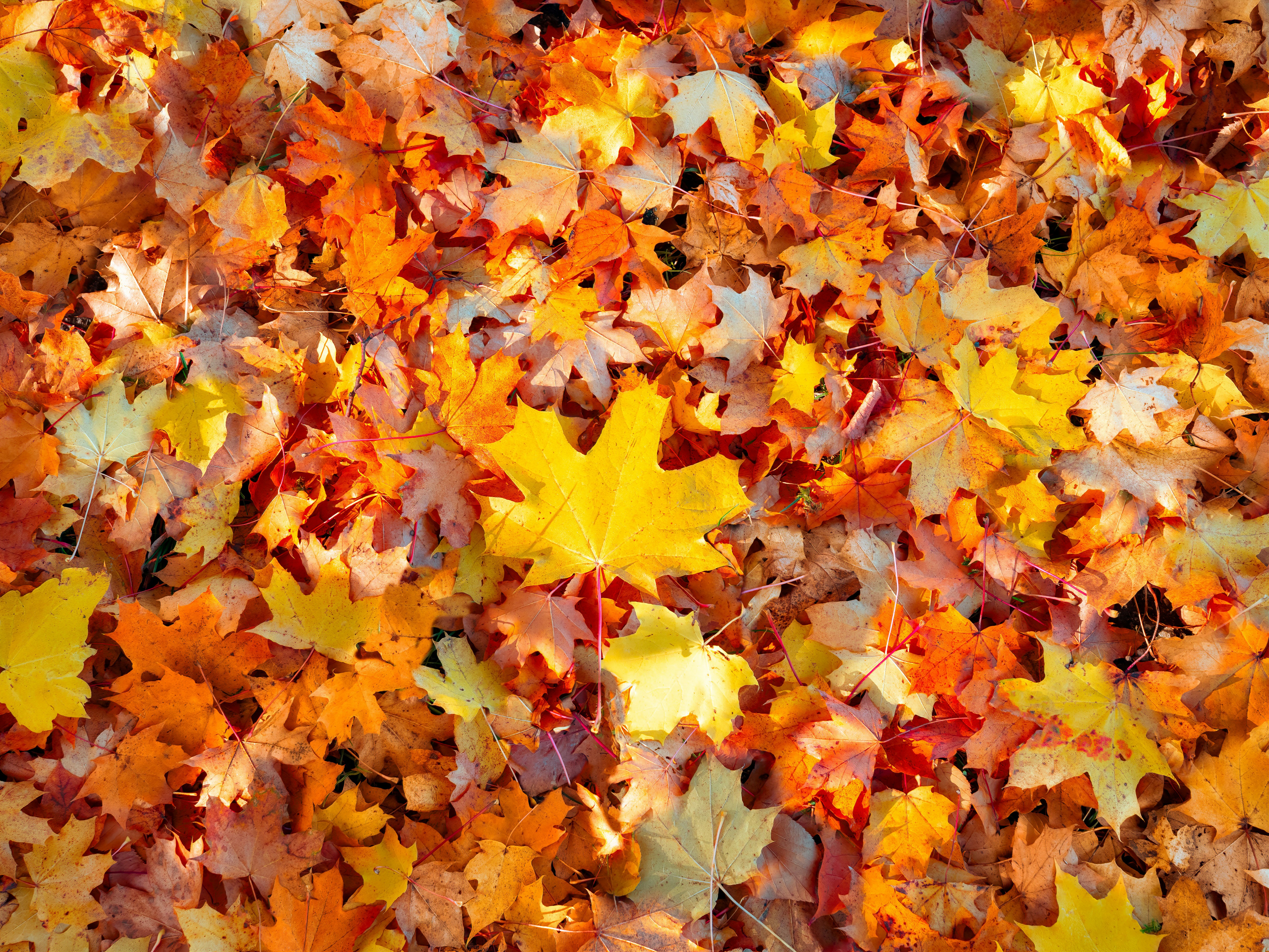 Orange-yellow fallen leaves